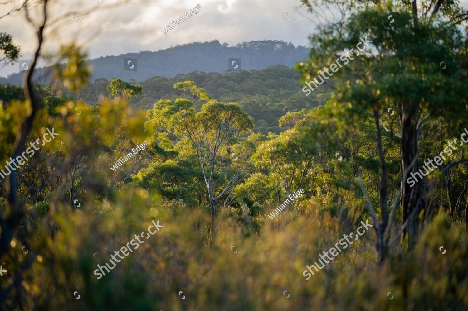 Spotted Gum trees in Australian bush