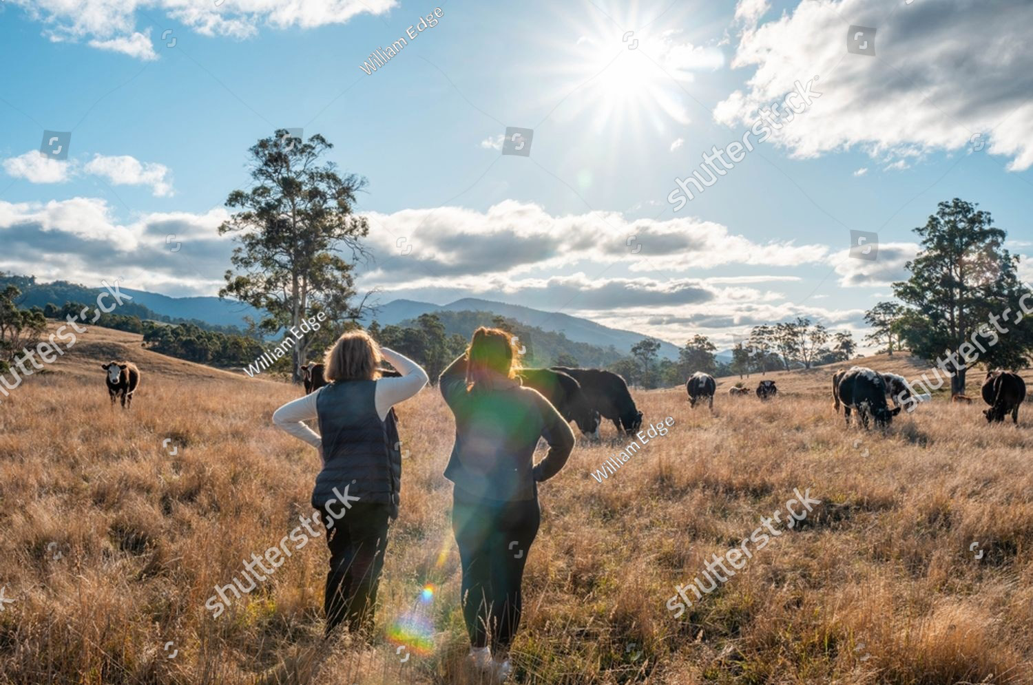 Farmer working with cattle on rural property